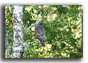 261-HMO1967-buse-buteo buteo-a-la-chasse